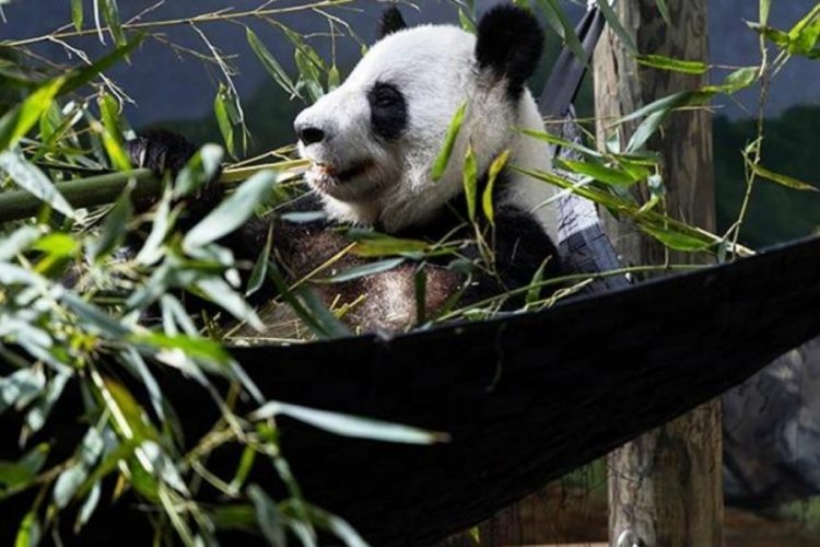 ABD'deki son d&ouml;rt panda: &Ccedil;in'e geri d&ouml;n&uuml;yorlar