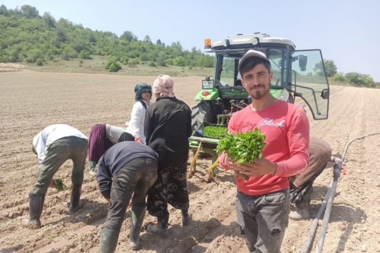 Bursa Yenişehir'de &ccedil;ift&ccedil;iler, altın diye tabir biberin fide dikimine başladı