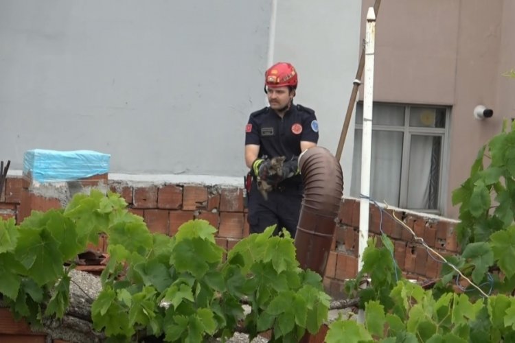 Bursa'da kedi kurtarma operasyonu