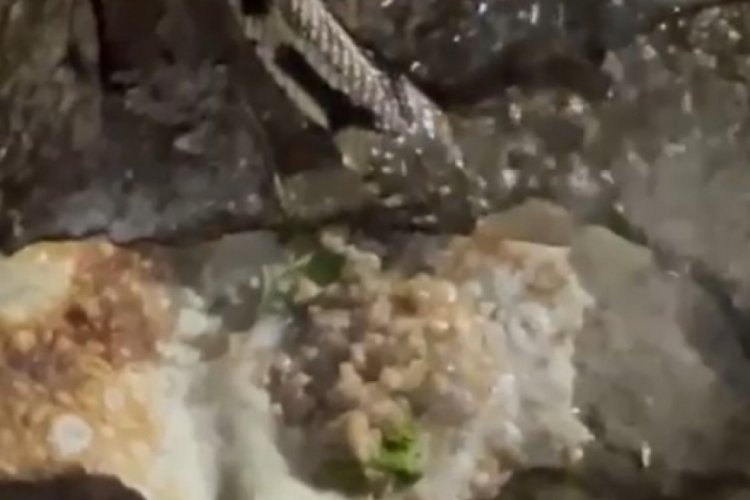 Kurbağa avlayan yılana g&ouml;zleme ikram edildi!
