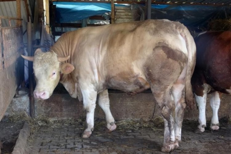 1 ton 100 kiloluk "Paşa" 265 bin TL'ye satıldı