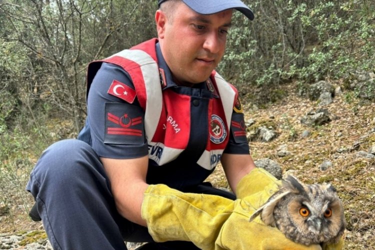 Burdur'da yaralı baykuşu jandarma tedavi altına aldı