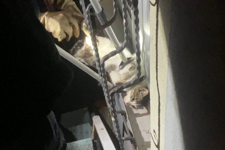 Kocaeli'de demir korkuluğa sıkışan kedinin yardımına itfaiye koştu