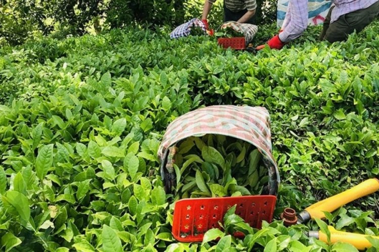 &Ccedil;ay bah&ccedil;eleri i&ccedil;in 'budama' kararı