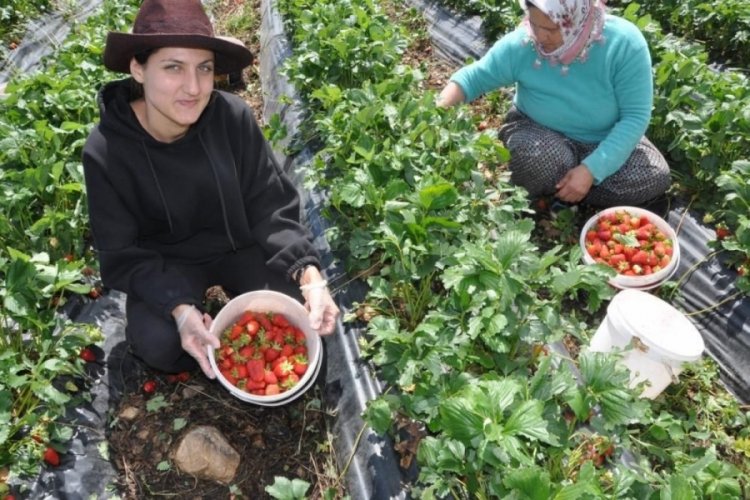T&uuml;t&uuml;ne alternatif olarak kuruldu: Y&uuml;zlerce kişiye ekmek kapısı oldu