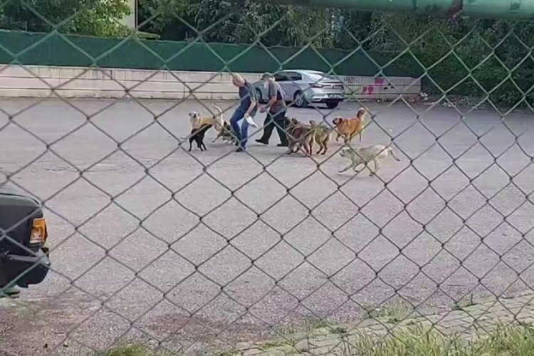 Kocaeli'de sokak ortasında 10 k&ouml;peğin saldırısına uğradı