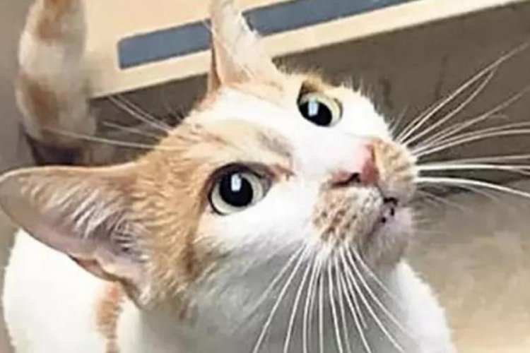 Kedi Faruk davasında sanık hakim karşısında: İtibarım yerle bir edildi