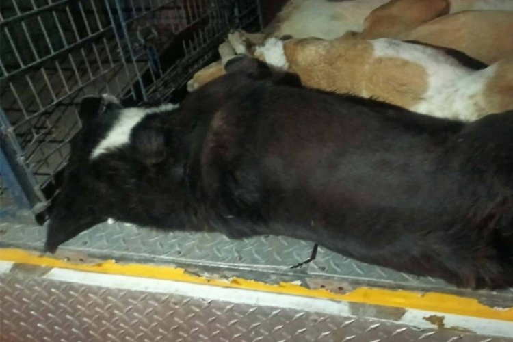İzmir'de 6 k&ouml;pek zehirlenerek &ouml;ld&uuml;r&uuml;ld&uuml;!