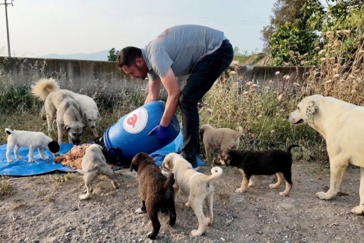 Aydın'da sorumluk projesi 'can dostlara' hayat verecek