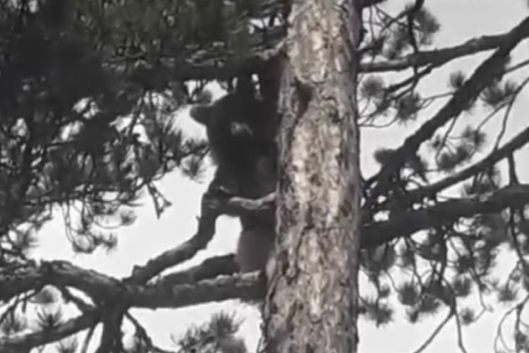 Çanakkale'de ayı ile göz göze gelen adamın korku anları kameraya yansıdı