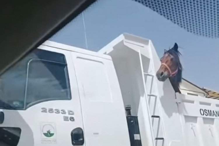 Osmangazi'de başıboş atlar toplatıldı