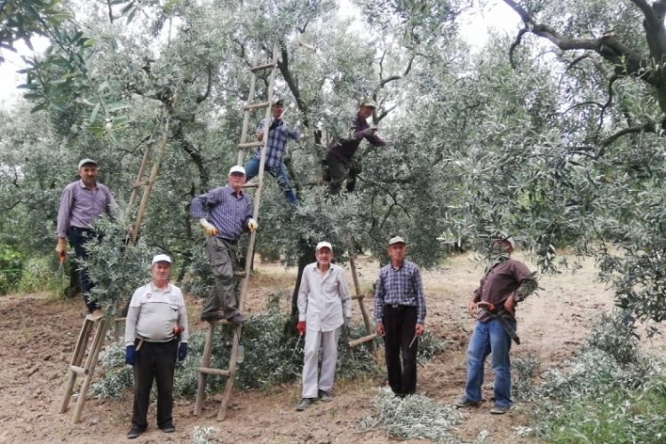 Bursa'da zeytin budama sekt&ouml;r&uuml;nde tecr&uuml;beli iş&ccedil;i krizi b&uuml;y&uuml;yor!