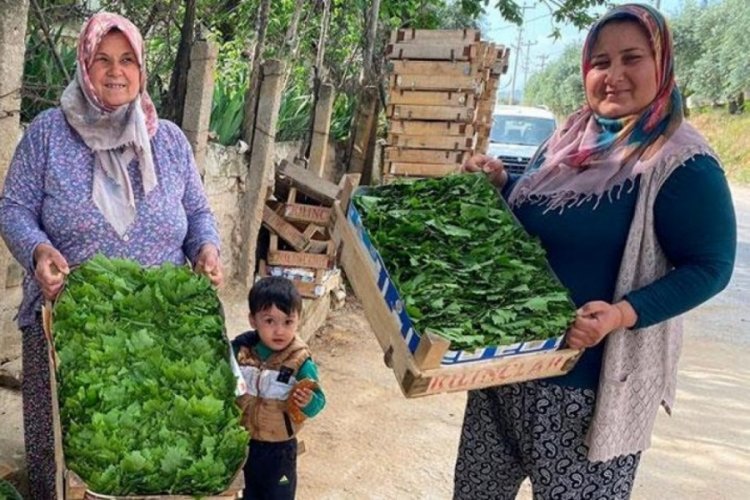 Manisa'da asma yaprağı ihracatı artıyor