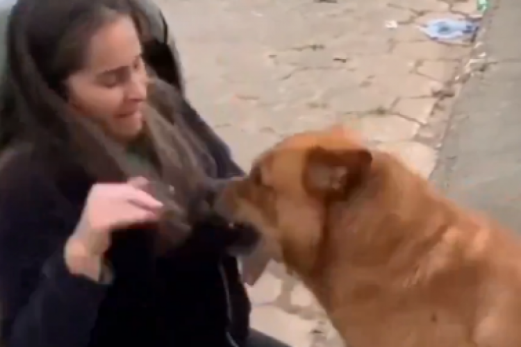 K&ouml;peklerin uyutulmasına karşı olduğunu anlatırken saldırıya uğradı!