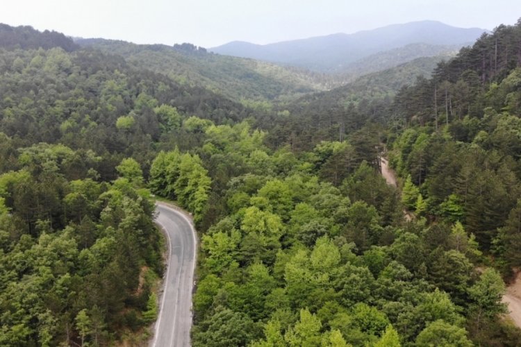 &Ccedil;anakkale'de ormana giriş yasağı!