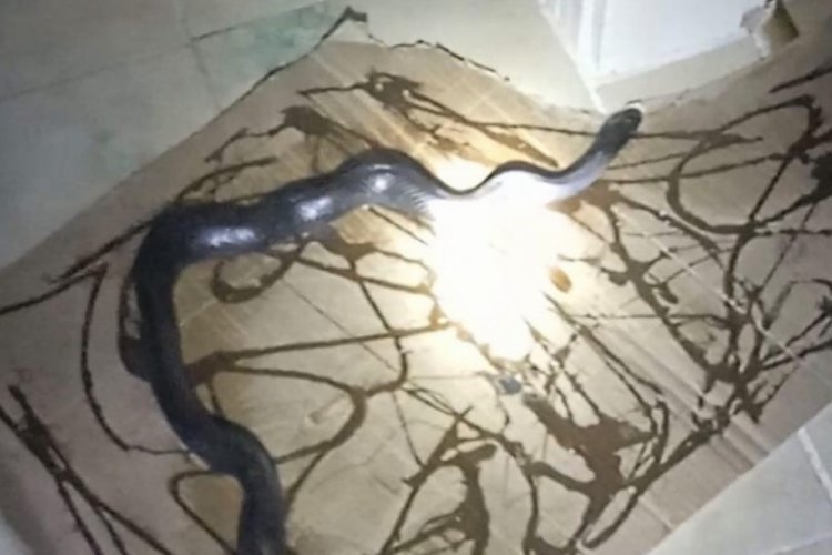 Elazığ'da fare kapanına metrelerce uzunlukta yılan takıldı
