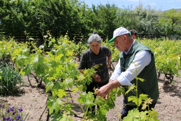 Erzincan'da bağlarda tedbir ama&ccedil;lı kontroller devam ediyor