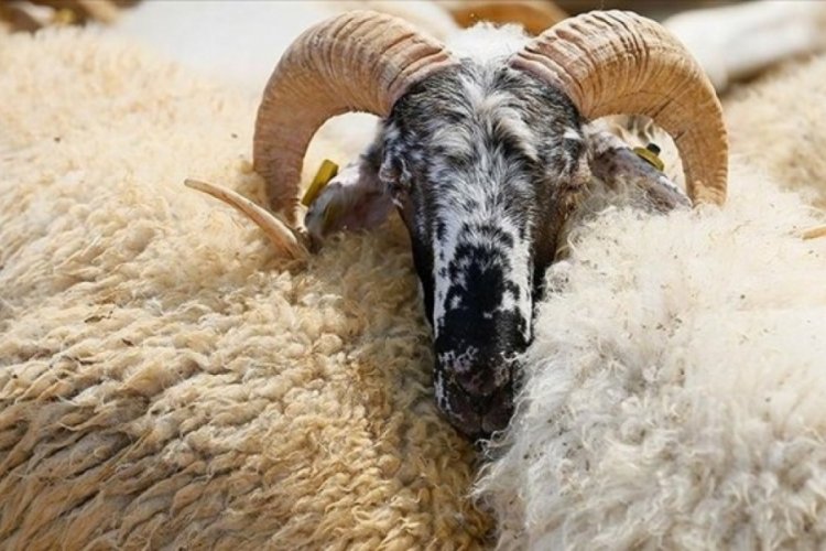 Kimler kurban kesmekle y&uuml;k&uuml;ml&uuml;d&uuml;r?