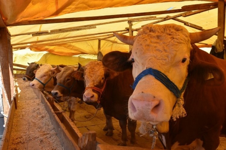 Gemlik'te kurbanlıklara pazar d&uuml;zenlemesi