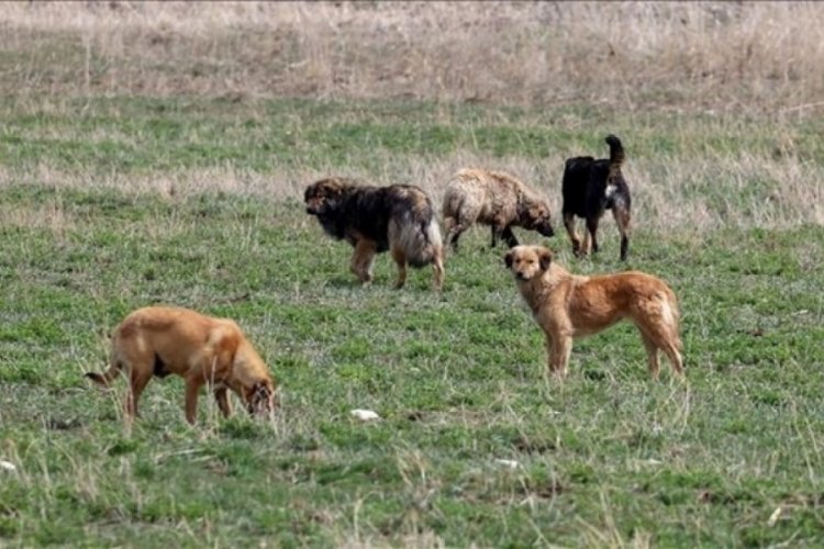 Nil&uuml;fer Kent Konseyi hayvanların uyutulmasına tepki g&ouml;sterdi