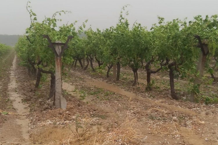 Manisa'da şiddetli yağışı arazileri vurdu
