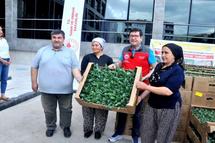 Muğla bu projeyle "enginar &uuml;ss&uuml;" olacak