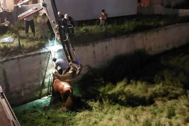 Sahibinin elinden ka&ccedil;an kurbanlık ortalığı birbirine kattı