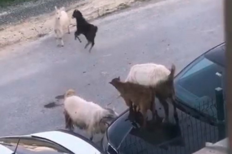 İstanbul'da ke&ccedil;iler arabanın &uuml;zerinde tepindi