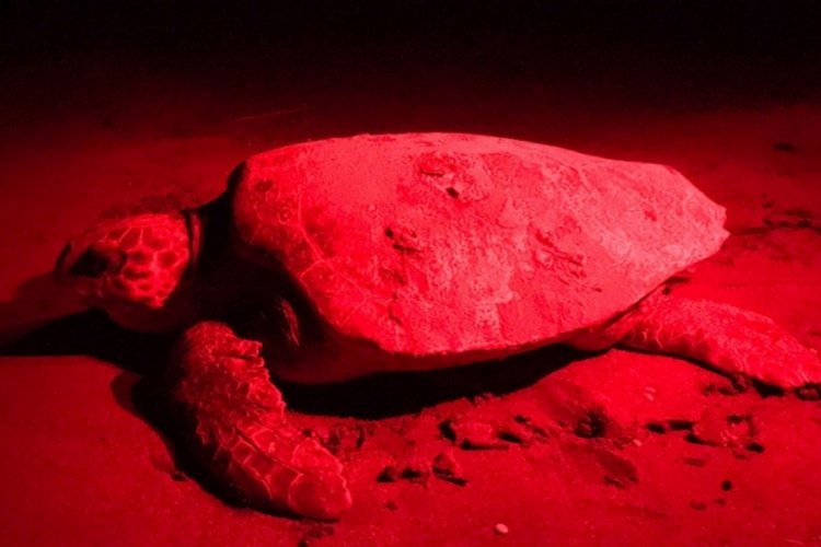 Antalya'da caretta caretta yuvası rekoru