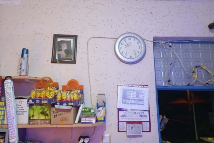 Milyonlarcası il&ccedil;eyi istila etti: Ne kapı ne de cam a&ccedil;ılabiliyor!
