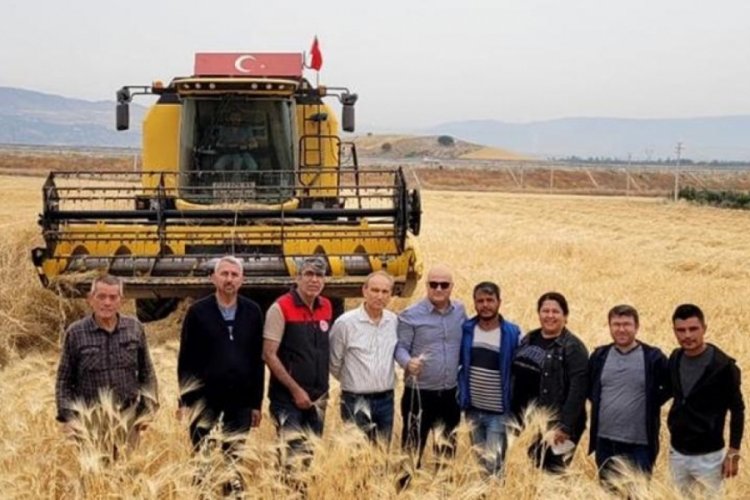 Yeni arpa &ccedil;eşidinde y&uuml;ksek verim!