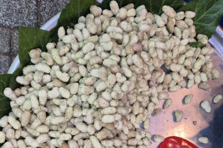 Bursa'da pazarda dutun fiyatı ne kadar?