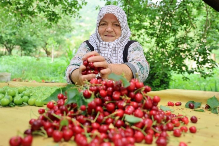Aydın'da kiraz iş&ccedil;isinin g&uuml;nl&uuml;k yevmiyesi belli oldu