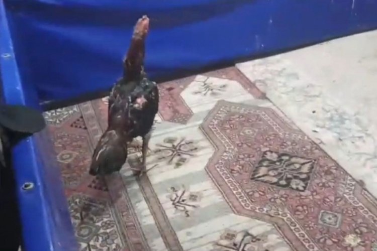 Hint Horozunu Koruma Derneği'ne yasa dışı bahis operasyonu