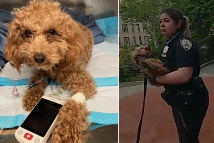Sahibi parkın ortasında şiddet uyguladı: Küçük köpeği polisler kurtardı