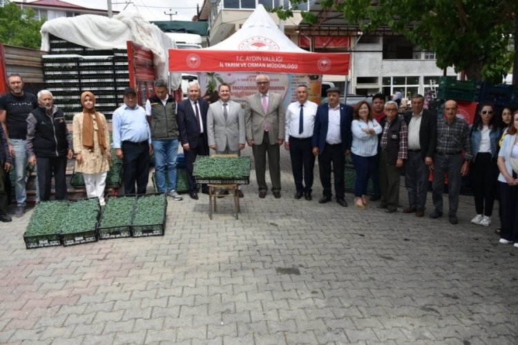 Aydın'da 45 bin fide dağıtıldı!