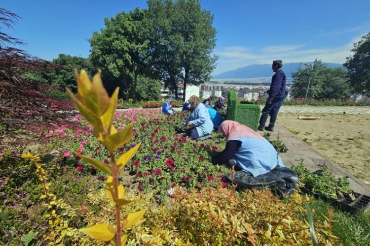 Bursa Osmangazi meets 338 thousand flowers – Bursa News – Regional News