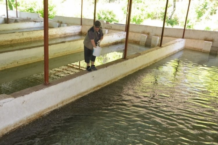 Antalya'da yavru alabalık yetiştirip &ouml;ğrencilere burs veriyor