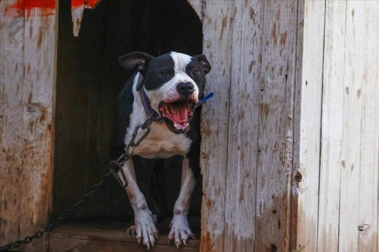 İstanbul'da yaşlı kadının bacağı kesilmişti! Pitbull davasında karar