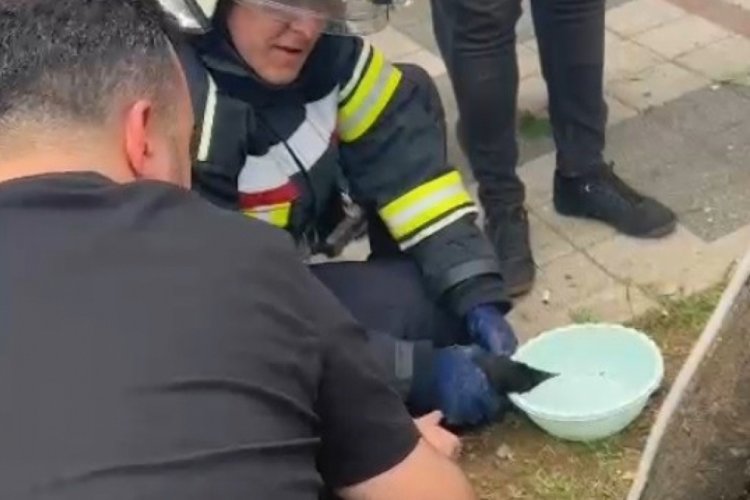 K&uuml;tahya'da itfaiye erlerinin yaralı kargayı kurtarma &ccedil;abaları yanıtsız kaldı