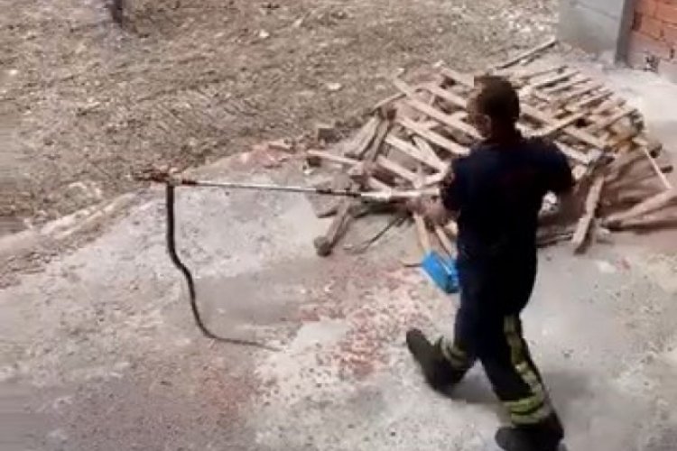 Kocaeli'yi yılanlar sardı!