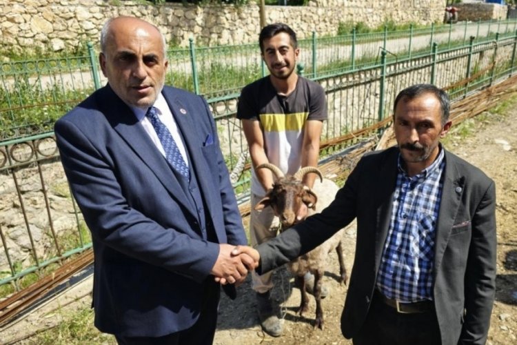 Tokat'ta ahırın lideri olan 4 boynuzlu ko&ccedil;, Binali Yıldırım'a hediye edilecek