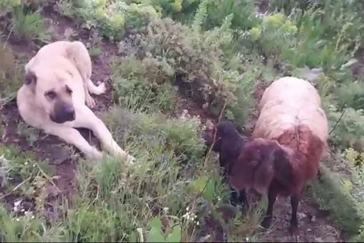Erzurum'da kangal k&ouml;peği koyun ve yavrusunu 2 g&uuml;n korudu