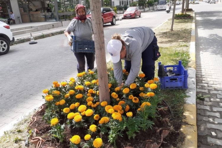 Aydın'da yeşil alanlar &ccedil;i&ccedil;eklerle g&ouml;kkuşağına d&ouml;n&uuml;ş&uuml;yor