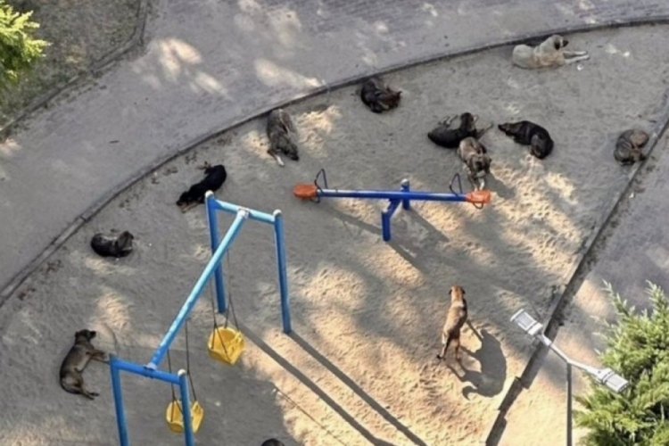 &Ccedil;ocuk parkını mesken tutan sokak k&ouml;peği &ccedil;etesi