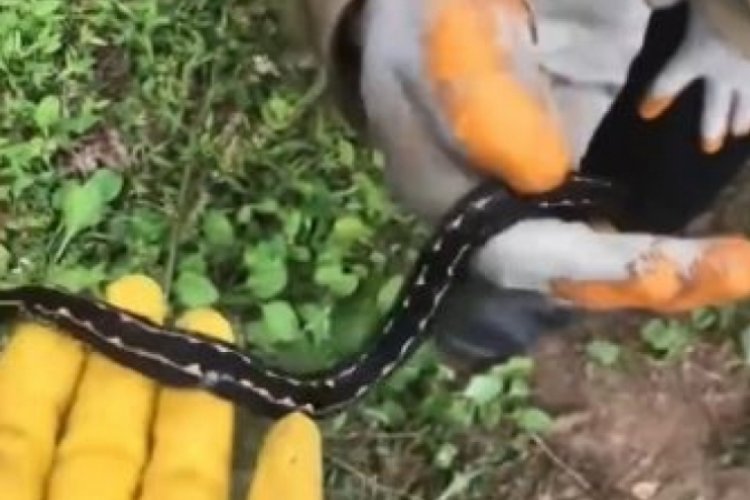 Artvin'de yok artık dedirten olay! Hopa engereği yılan &ccedil;aylık alanda bulundu
