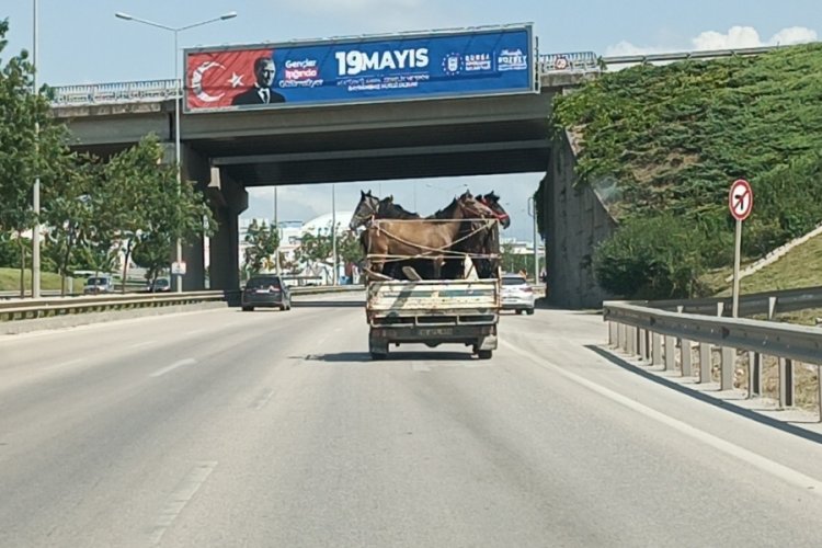 Bursa'da kamyonetin kasasına y&uuml;klediği 5 at ile trafiğe &ccedil;ıktı!