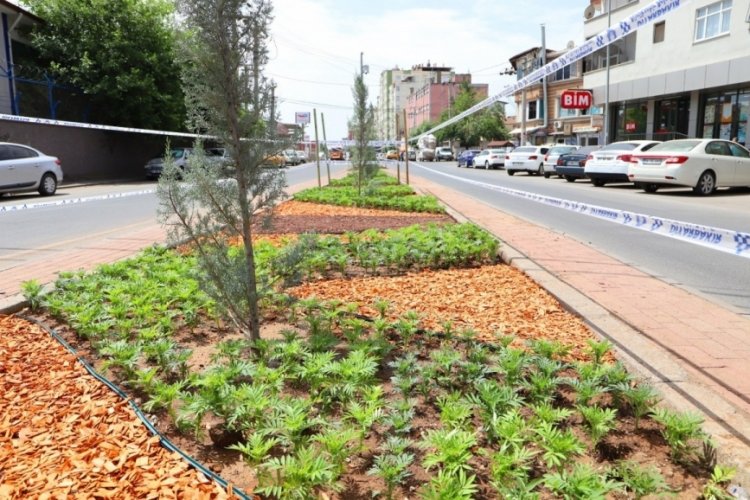 Diyarbakır'da 5 bin adet mevsimlik kadife çiçek toprakla buluştu