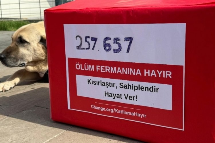 Hayvanseverler sokak k&ouml;pekleri i&ccedil;in bakanlığa 257 bin imza teslim etti