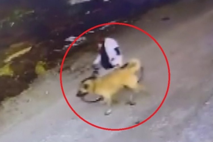 Sivas'ta &ccedil;iftliğin bah&ccedil;esindeki 2 yaşındaki Kangal k&ouml;peğini &ccedil;aldı!
